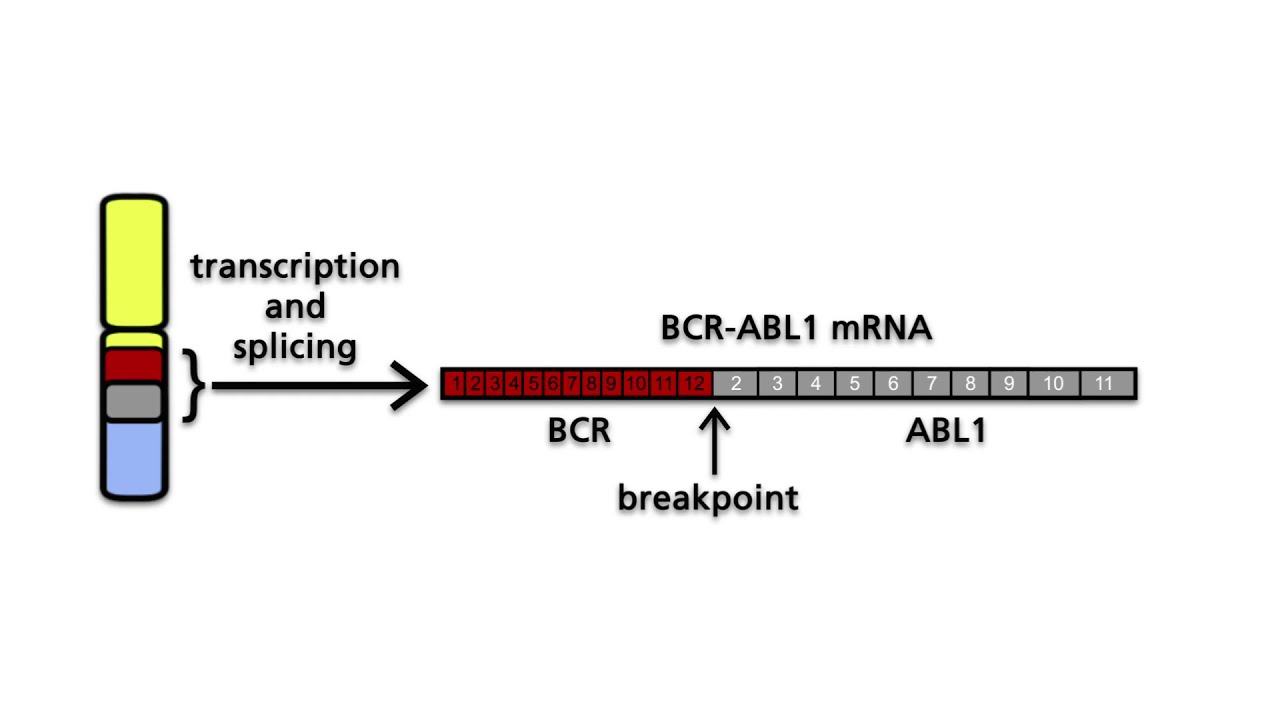 Bcr Abl1 And The Philadelphia Chromosome Part 3 The Bcr Abl Fusion